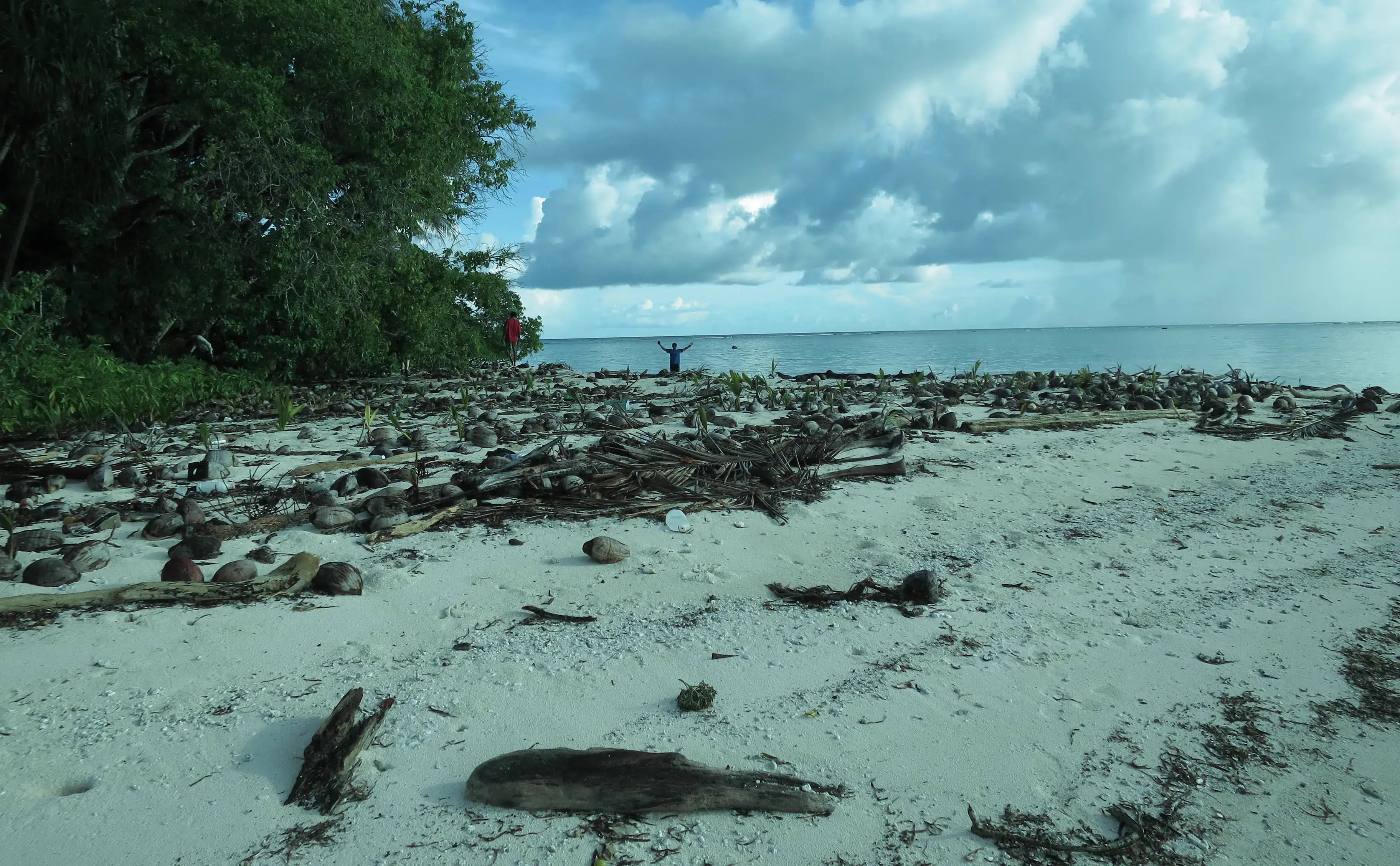 Wide view of a tropical beach with scattered coconuts and a researcher in the distance.