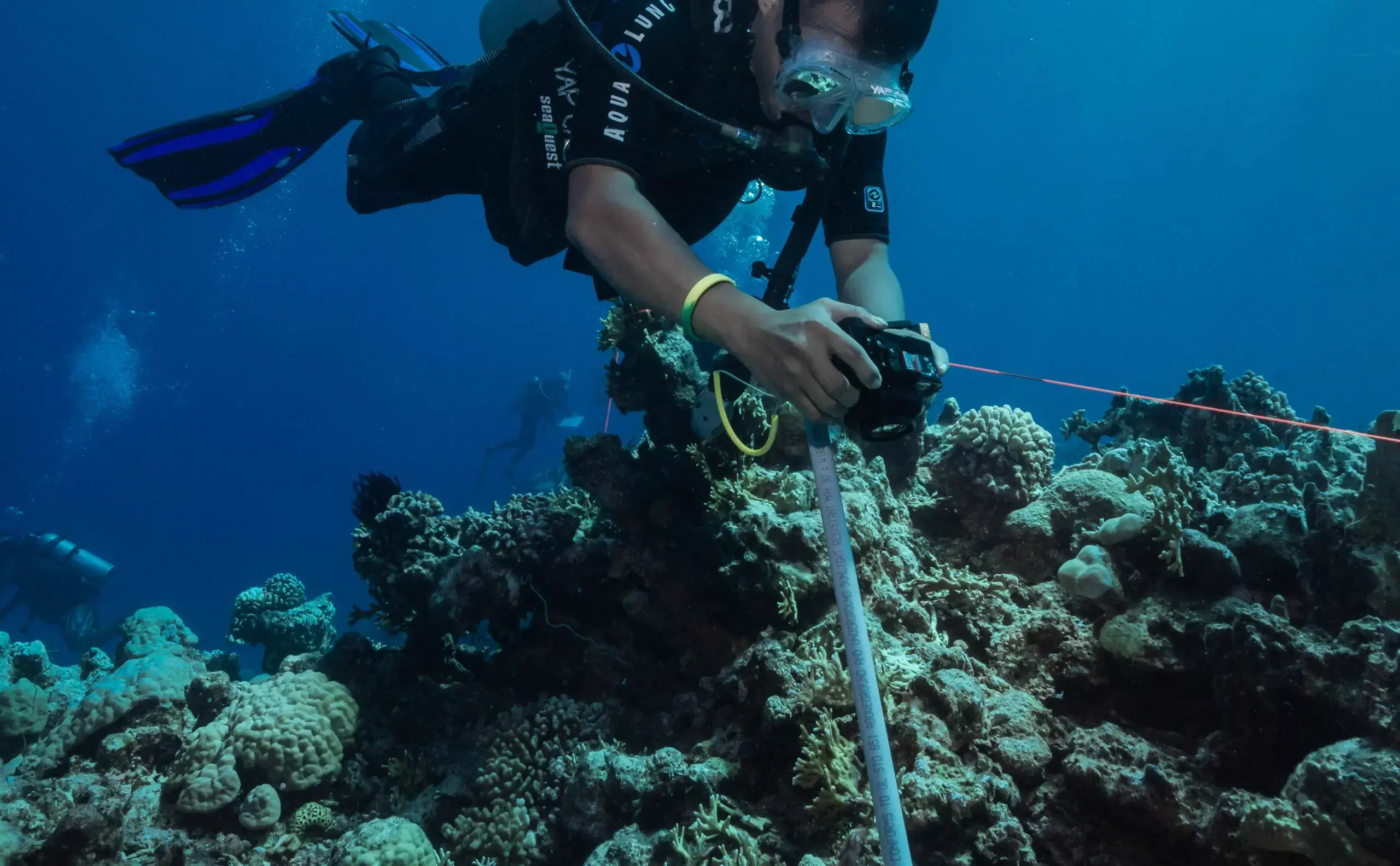 Diver photographing reef with transect line.