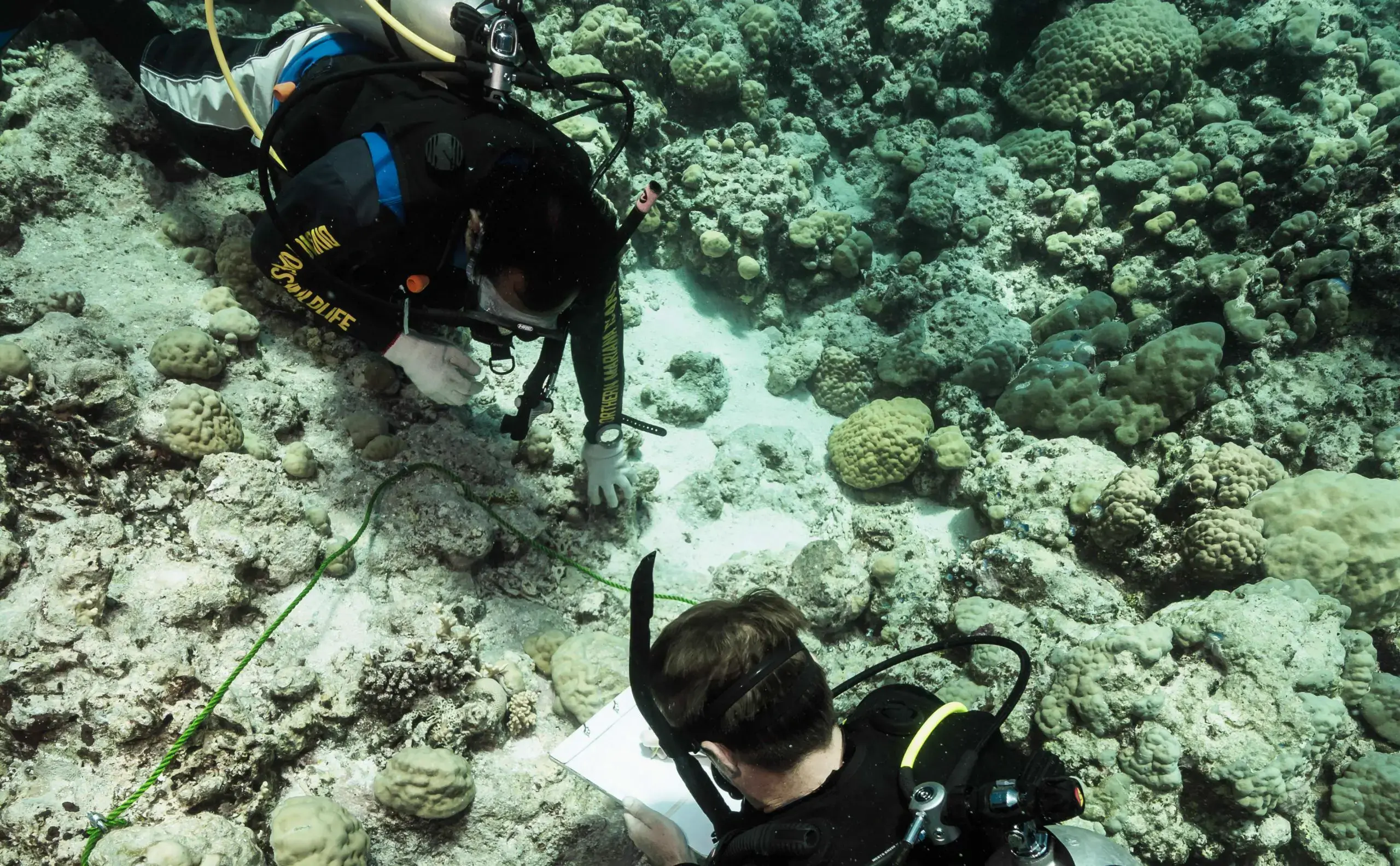Two divers conducting reef survey.