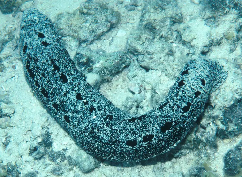 Holothuria Atra